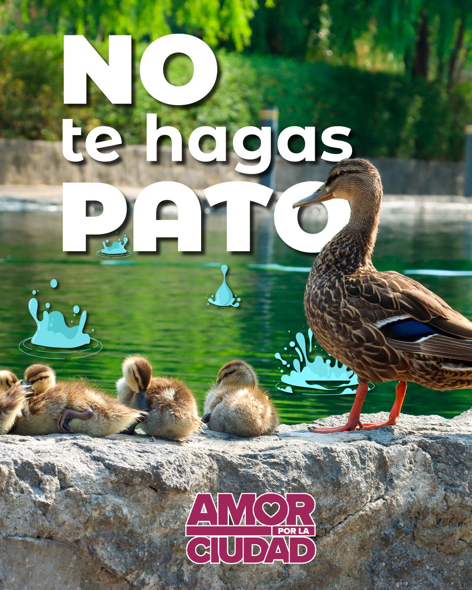 Manda esta señal para que tu #crush te invite a dominguear. 🥰
#Cuajimalpa #LaMexicana #AmorPorLaCiudad