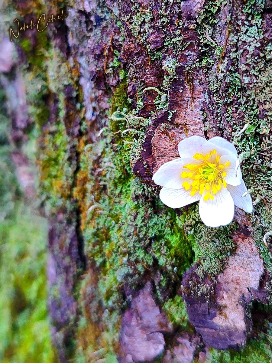 Wild spring beauty... ☺
🌿💚🌿💛🌿🤍🌿
#cuteeli #art #nature #NatureBeauty #NaturePhotography #positive #bark #SundayYellow #landscape #wildlife #beautiful #flower #forest #snowdrop