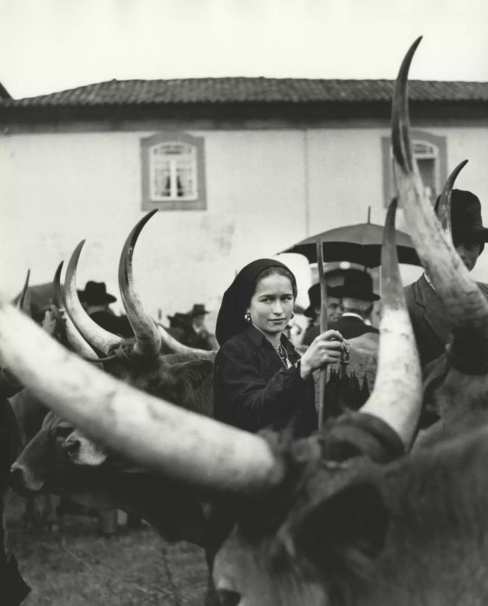 'Girl with Oxen, Portugal' (1952) by Ormond Gigli