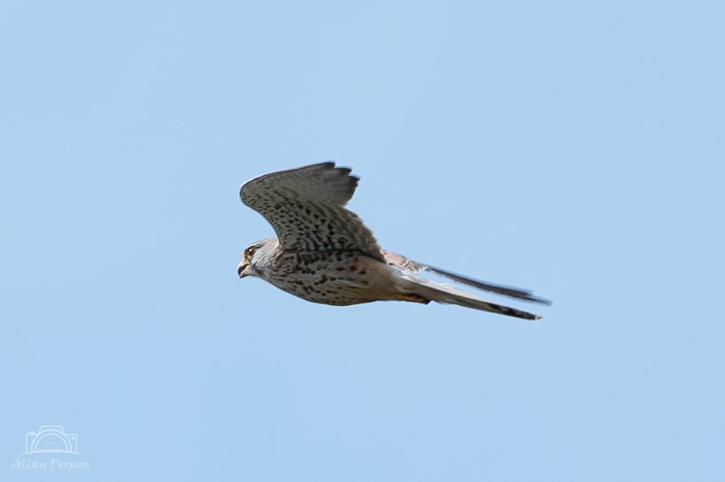 Tårnfalk
#dknatur #Natur #naturdk #Søften #hinnerup #damsbromose #fugl #tårnfalk #rovfugl #Wing #SpreadWings #AnimalWildlife #Flying #Sky #MidAir #Outdoors #Wildlife #Bird #OneAnimal