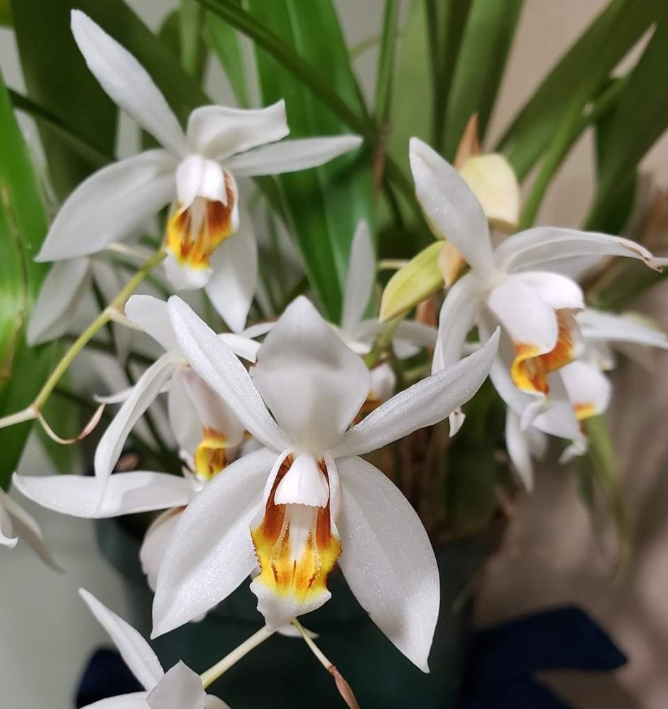 Coelogyne lactea is found in Burma, Thailand, Laos, & Vietnam. Small flowers , still stunning. Cool growing epiphyte, bright but not direct light, don't forget air circulation. #AddictedToOrchids #DareToBeDifferent #orchids