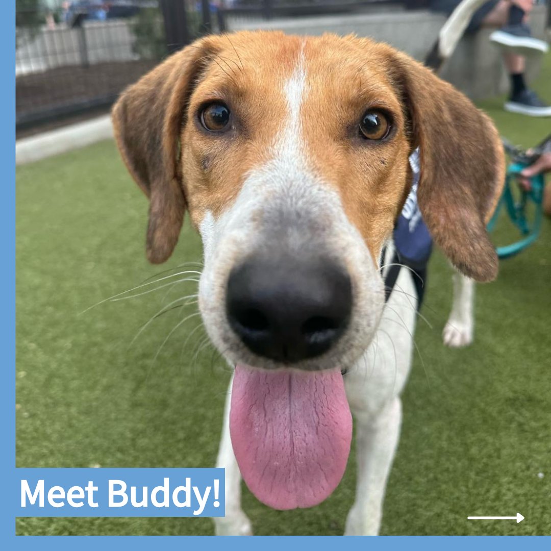 CityDogsRescue's tweet image. Meet adoptable Buddy! He is quiet but loves to let you know how much he loves you by putting his head on your lap and looking lovingly into your eyes!

Ready to meet your new Best Bud? Apply today to meet Buddy: tinyurl.com/adoptablebuddy 🐾

#DCDogs #DogsofDC #AdoptBuddy #Hound