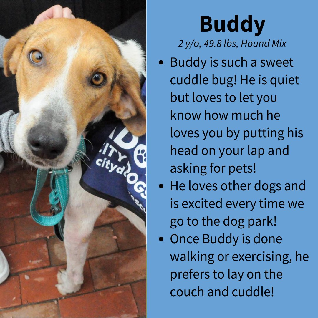 CityDogsRescue's tweet image. Meet adoptable Buddy! He is quiet but loves to let you know how much he loves you by putting his head on your lap and looking lovingly into your eyes!

Ready to meet your new Best Bud? Apply today to meet Buddy: tinyurl.com/adoptablebuddy 🐾

#DCDogs #DogsofDC #AdoptBuddy #Hound