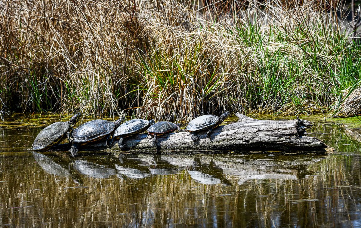 There is so much #plastictreaty litter in our ponds & much of it is plastic bags! We removed some but much has sunken into the silt. This is home to waterfowl, turtles, salamanders, fish and more. Protect our environment #PlasticsTreaty