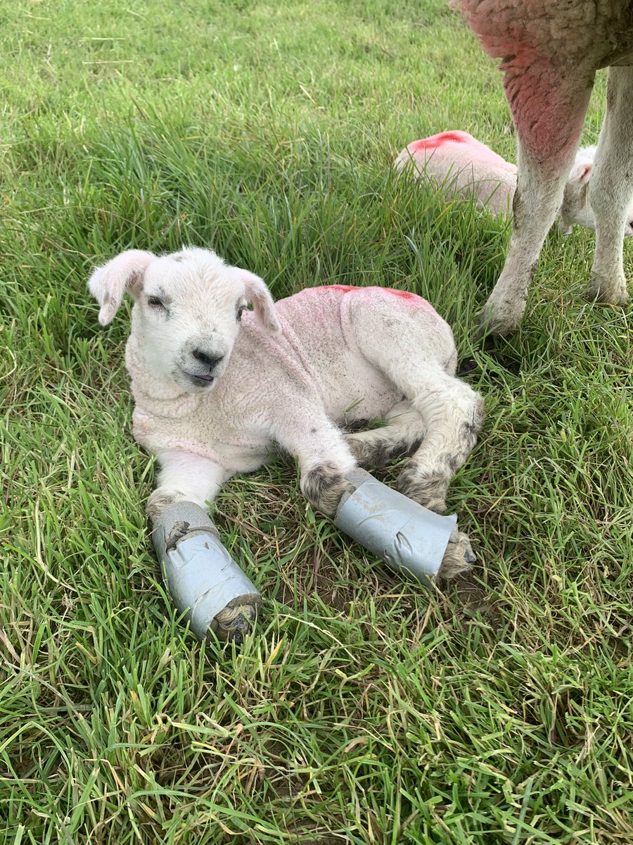 “Look at my home made splint booties”❤️ #lambing2024 #nursing