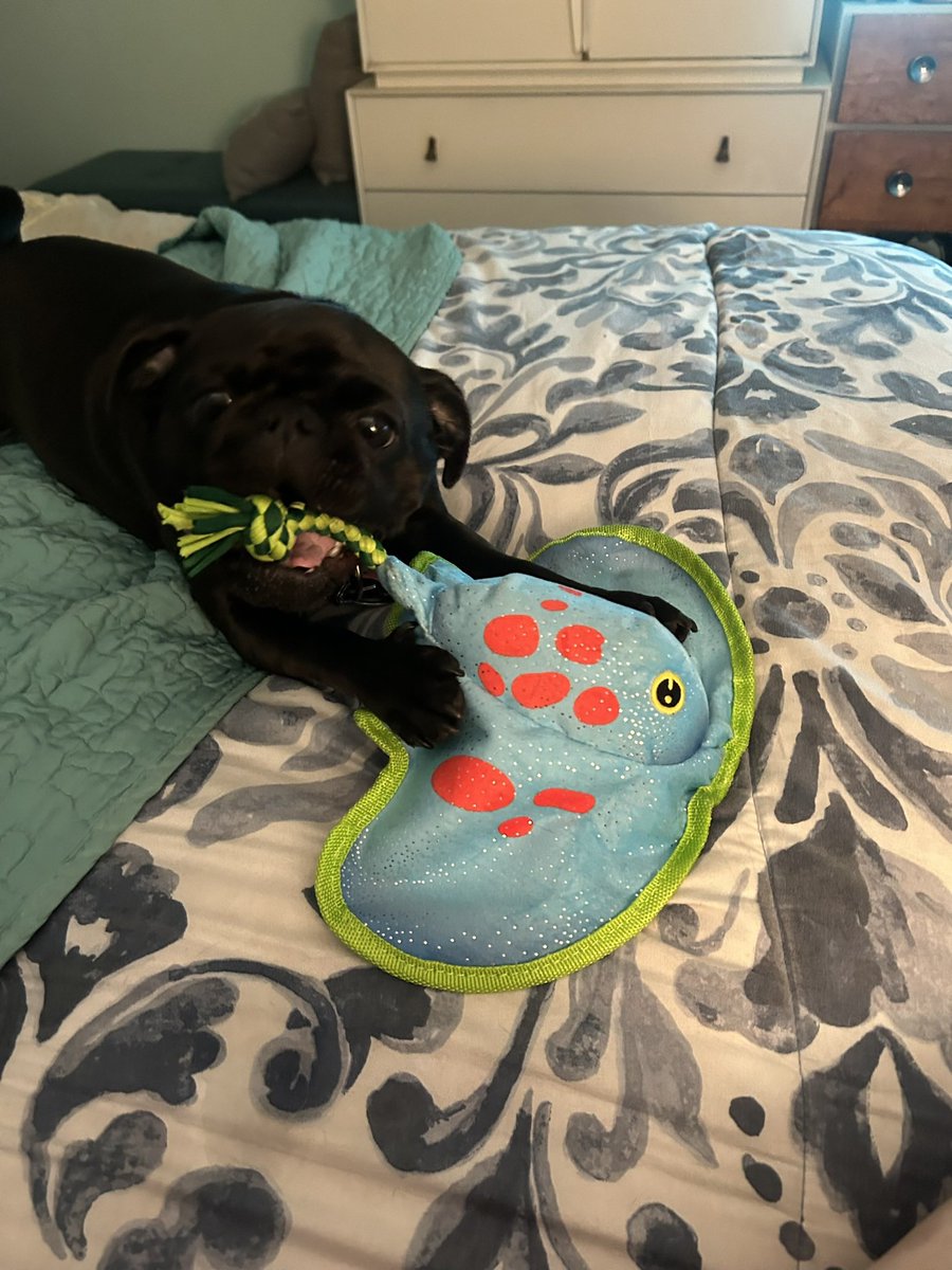 #ZSHQ #puglife #SundayFunday #dogsarefamily hey it’s me Bok Choy. Me got a new toy today, Ray.  Me love it! It crinkles, squeaks and has de rope.  Have a great day all and be kind.