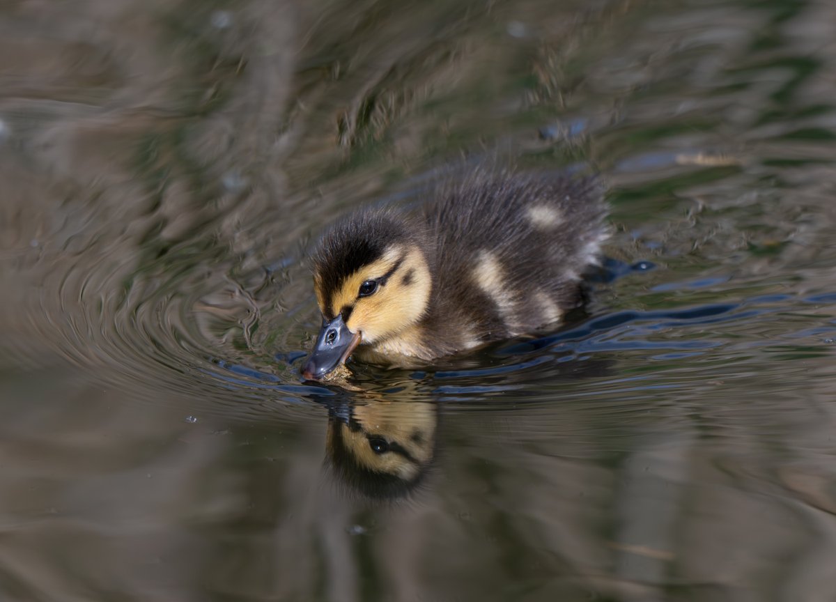 CardiffBirder tweet picture