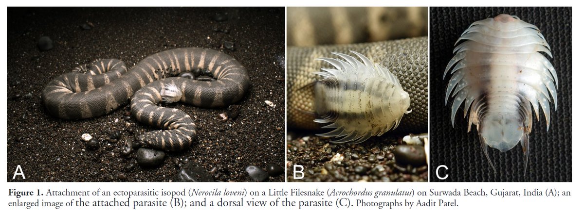 'Host-specific ectoparasitic isopod (Nerocila loveni) found on a Little Filesnake (Acrochordus granulatus) on Surwada Beach, Gujarat, India' by Patel et al. (2024) has recently been published in #ReptilesandAmphibians: doi.org/10.17161/randa… #Herpetology #Reptiles #Snakes