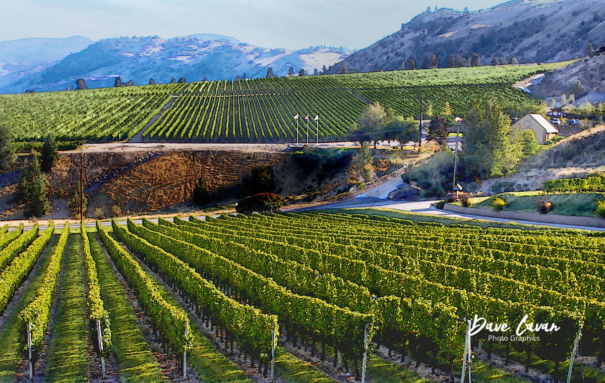 #dailybluemarble #winecountry Vineyards on the west slope of the Okanagan Valley. Vines were grown sporadically in the valley until the middle of the 20th century, when the industry took off, currently approaching 10,000 acres of vines. #landscape #photography #southokanagan