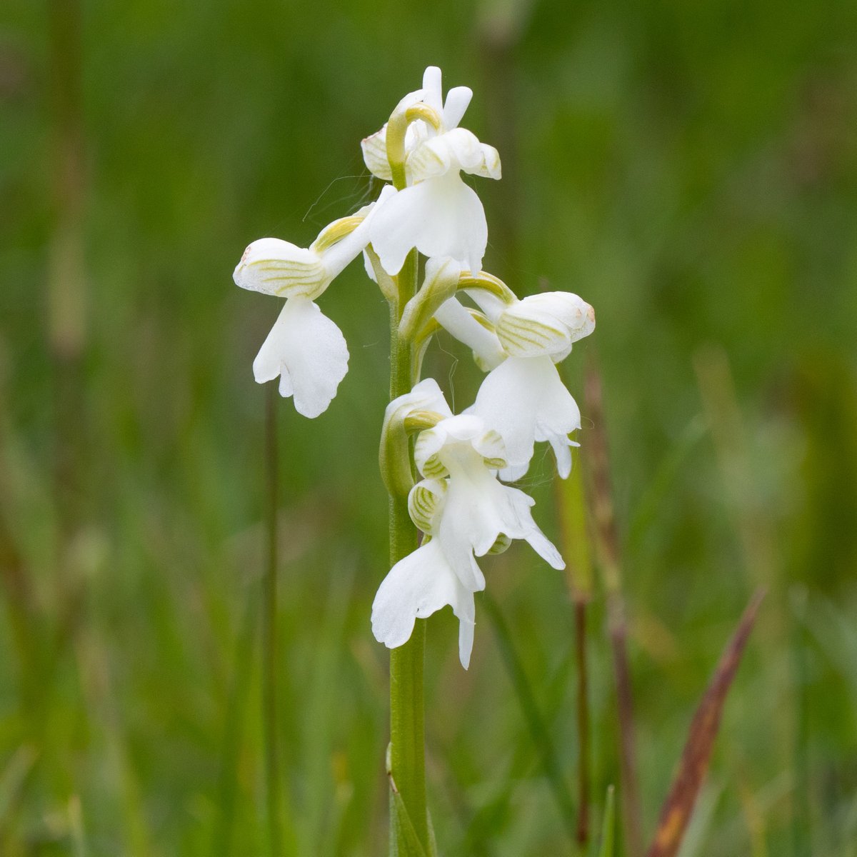 Green-winged Orchids in full flower at Marden Meadow, Kent. Always a great spectacle with plenty of colour variations offering extra interest.