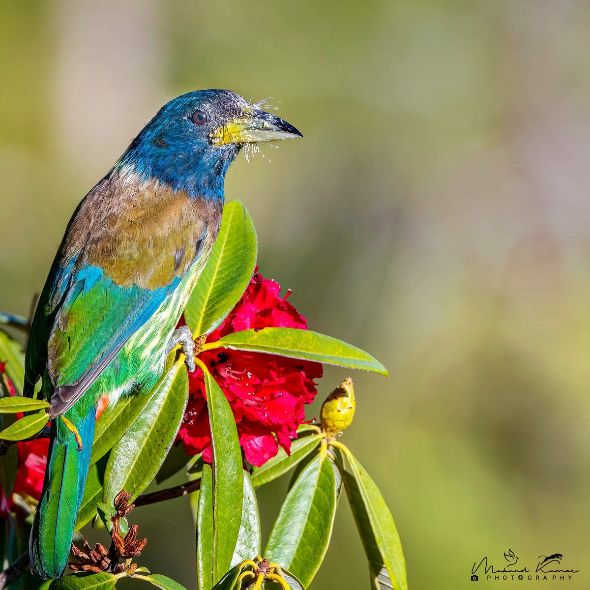 Great Barbet

#IndiAves #Birding #BirdsOfTwitter #BirdsSeenIn2024
#Photography #NaturePhotography