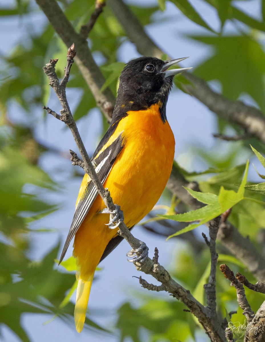 Baltimore Oriole.