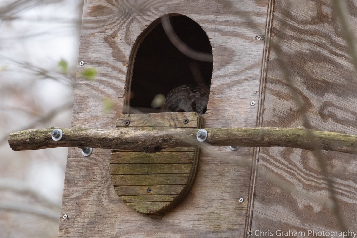 Nest check. Something is definitely going on. #BarredOwl