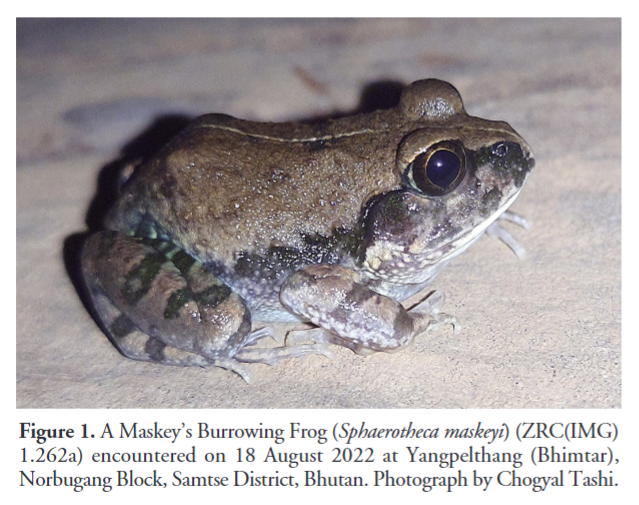 'First record of Maskey's Burrowing Frog, Sphaerotheca maskeyi (Schleich and Anders 1998), from Bhutan' by Wangyal et al. (2024) has recently been published in #ReptilesandAmphibians: doi.org/10.17161/randa… #Herpetology #Amphibians #Frogs