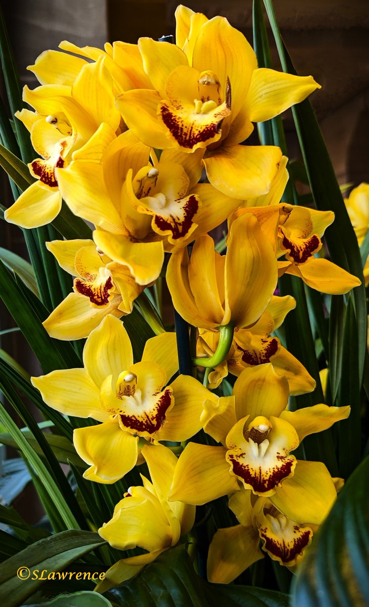 GM everyone.  Click for full image. Smiles #orchid #photo #photography #photooftheday #TwitterPhotographyCommunity #TwitterNaturePhotography #TwitterNatureCommunity #NaturePhotography #nature #flowerphotography #floral #Flowers #SundayYellow #YellowSunday #FlowersOfTwitter