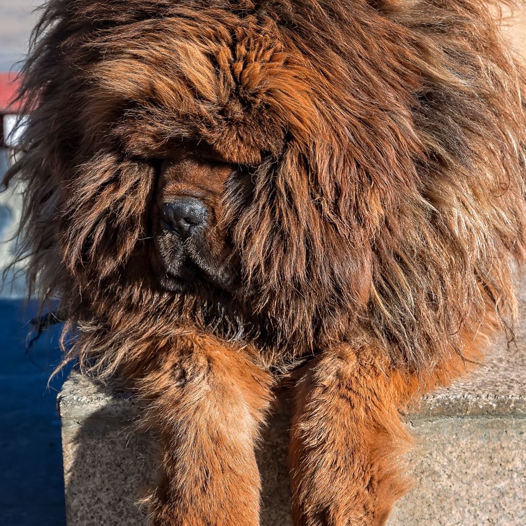 Tibetan Mastiffs, with their rich history, noble bearing, and unwavering loyalty, embody the essence of guardianship and companionship.

Do you have one?  Do you have stories or photos?  Please share!