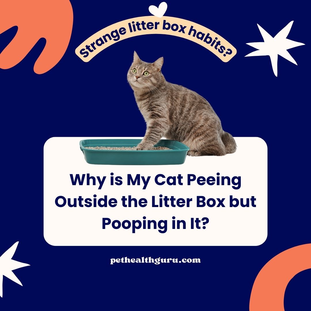 Is your cat suddenly avoiding the litter box or showing changes in their behavior? 

Understanding your cat's preferences and behavior is crucial for maintaining their health and happiness. #CatHealth #LitterBoxTips

More info: ow.ly/Nqhw50RoJvm