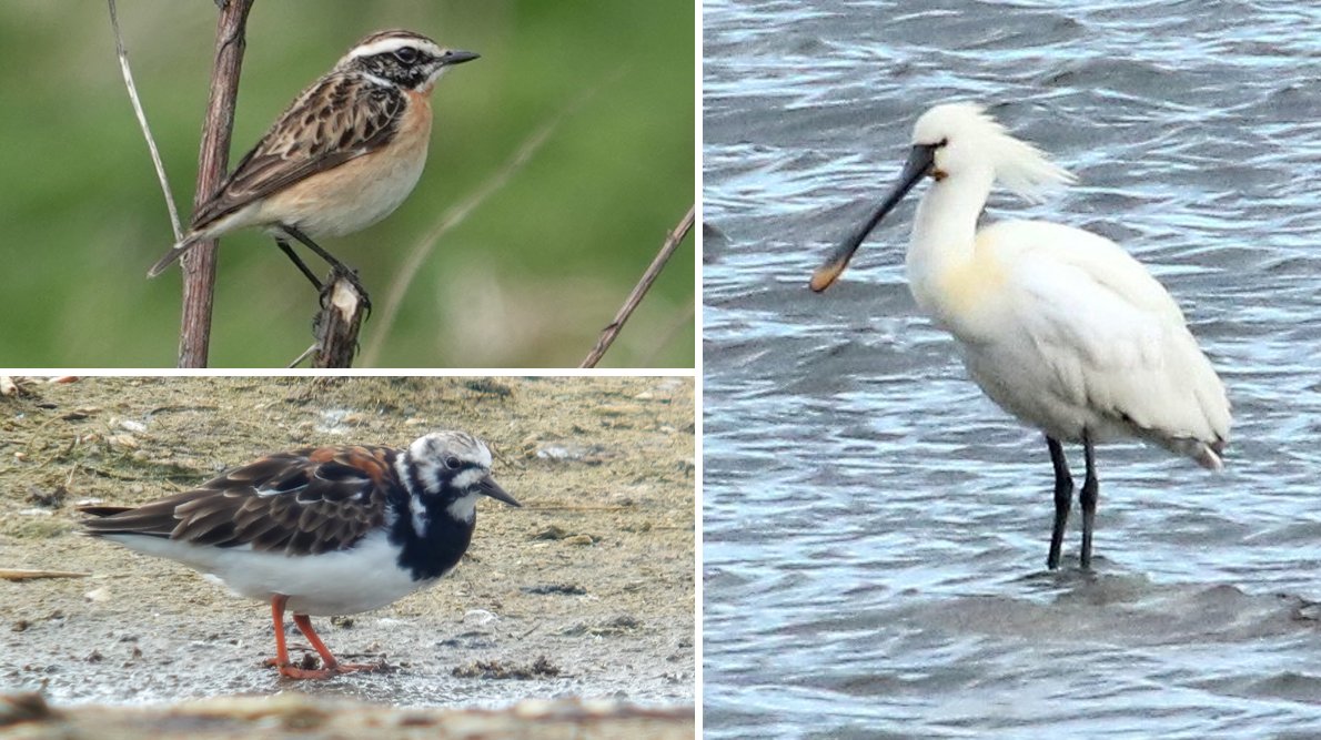Moving into 'high spring' … in the #Northantsbirds Newsround, 20th to 26th April 2024 northantsbirds.com/2024/04/27/new…