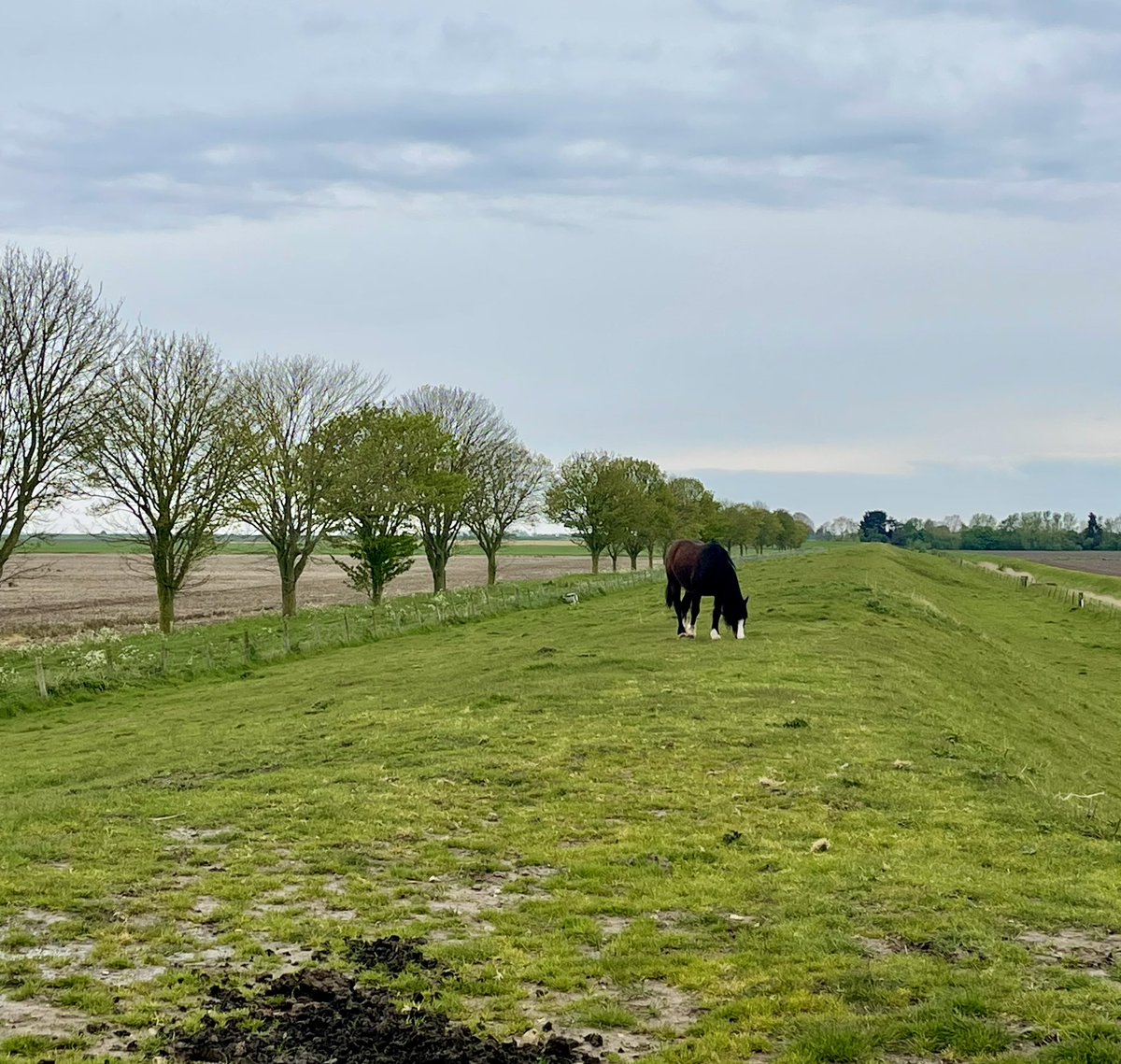 We’ve heard the first cuckoo of spring! It’s in one of those trees…#SaltMarsh #Cuckoo #ItsNotAllPolitics