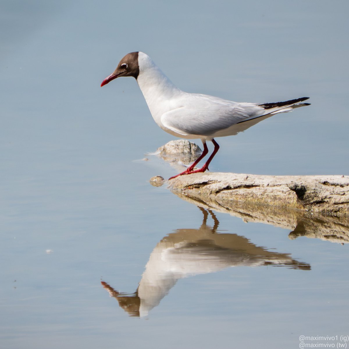 MaximVivo's tweet photo. Esta gavina riallera pareixia que estava mirant el seu reflex per a eixir ben guapa en la foto. Em resulta curiós que eixe tronc mig donat m'ha donat molt bones fotos.
#gavinariallera #gaviotareidora #blackheadedgull #Chroicocephalusridibundus #birdeatching #birdphotography https://t.co/xWQ33wGbuN