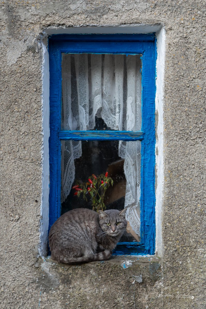 Cat of #Zelenogradsk (#Kaliningrad region, #Russia) #photo by Vadim Svirin on 35photo #cats #CatsOfTwitter