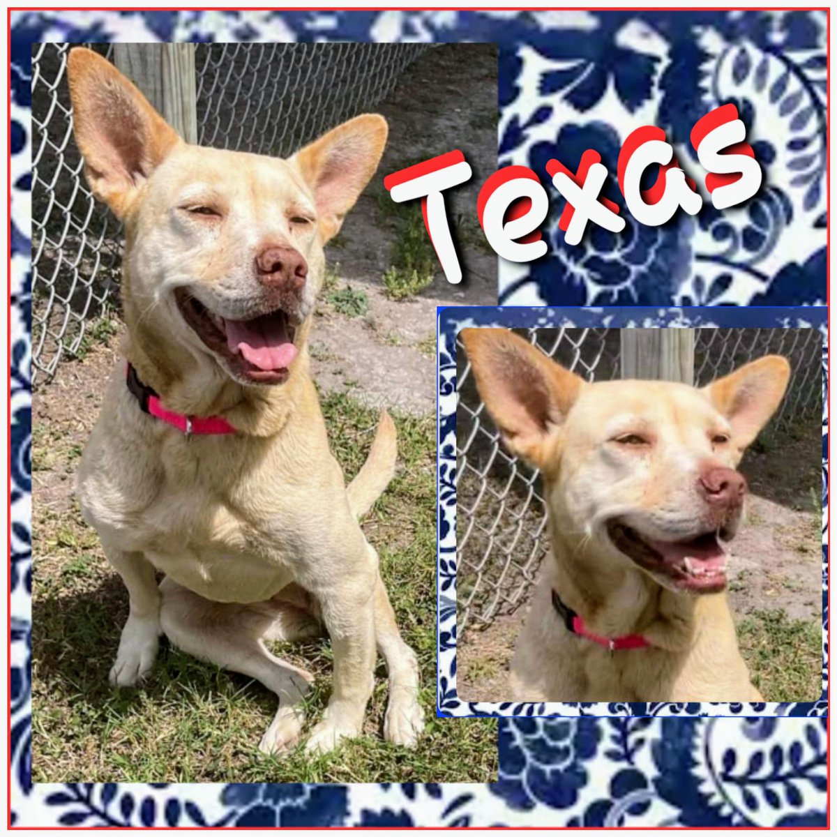 ⏰️🐾⏰️ TEXAS Carolina mix girl 4 ys old #A366725 HW+ will be put to death TOMORROW😫🖤 Cuz she's Scared and Deflated and needs HW treatment🆘️ Can you Help us Find a Res-Q? Please PLEDGE here. Texas is at CORPUS CHRISTI AC 📧 ccacsrescues@cctexas.com 📞 361-826-4630