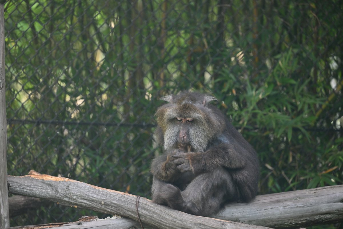 もうツインテールにしか見えない！

📷2024.04.28
#ズーラシア #チベットモンキー 
#ZOORASIA #MilneedwardsMacaque