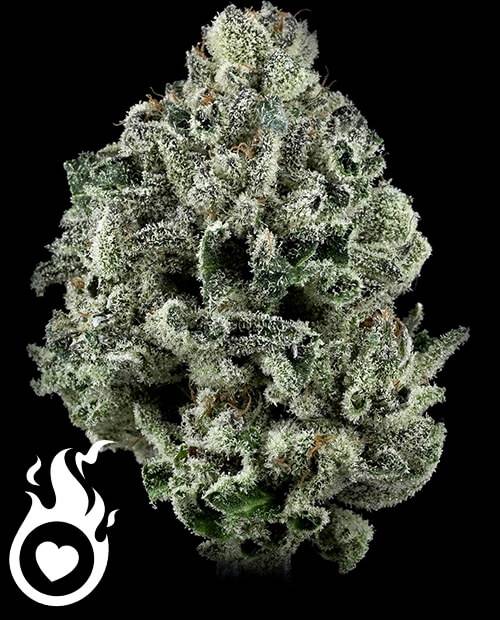 White Widow HHCPO : Citron🍋 + menthe🍃. Ça tape plus fort que le THC &amp; HHC!

Ce cannabis indoor offre euphorie, détente, et booste la créativité et la confiance en soi😊. 

THC < 0,2%, elle repousse les limites en conformité avec l'UE.

🛒heartjacking.com/fr/288-HHC-PO

#ganja #Nature
