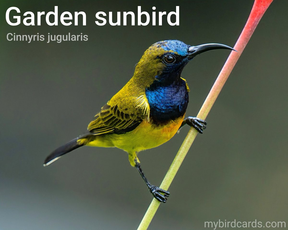 🌏 Garden sunbird (Cinnyris jugularis) #Asianbirds #Philippinebirds | #mybirdcards #birdcards #birds🦜 #BirdsOfTwitter #birds