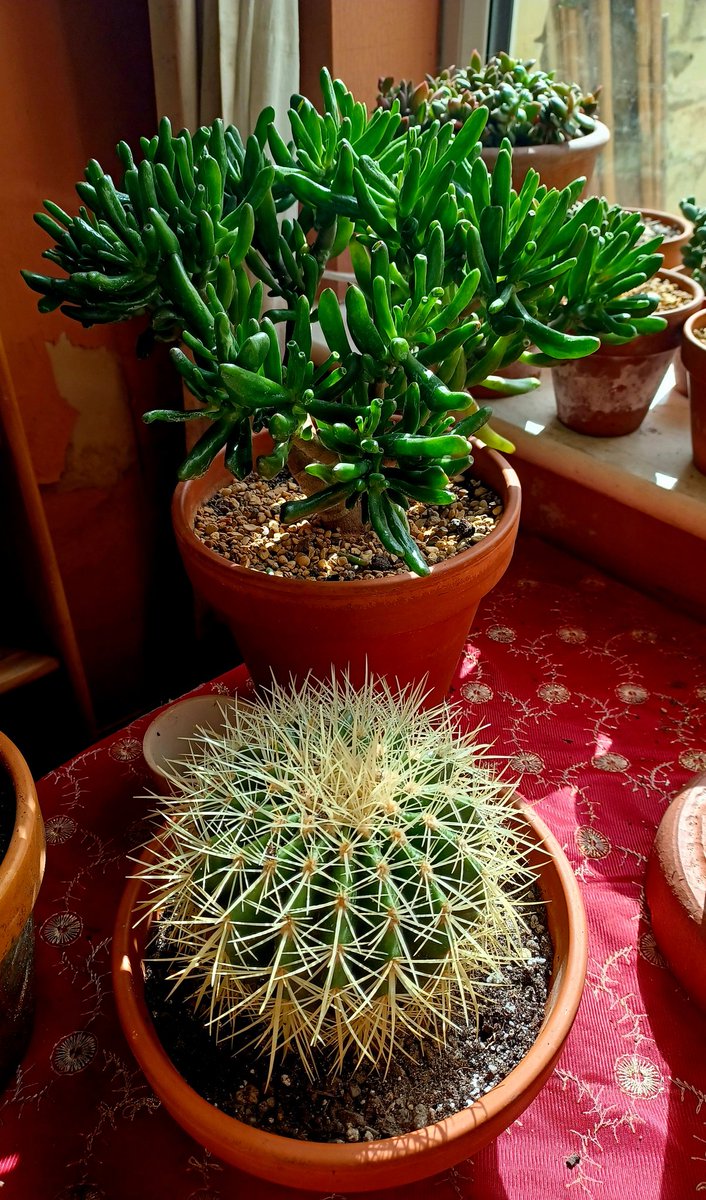 Crassula ovata 'golum' and a golden barrel cactus, its #SucculentSunday 🌱🌵🪴