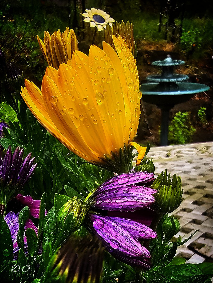 GM! For #SundaySharing please QP or share your #photooftheweek.
Lots to choose from but I really enjoyed this #SundayYellow African Daisy! #InTheGarden 
Please join in- this is for everyone who likes taking pictures. 📸📸🙌