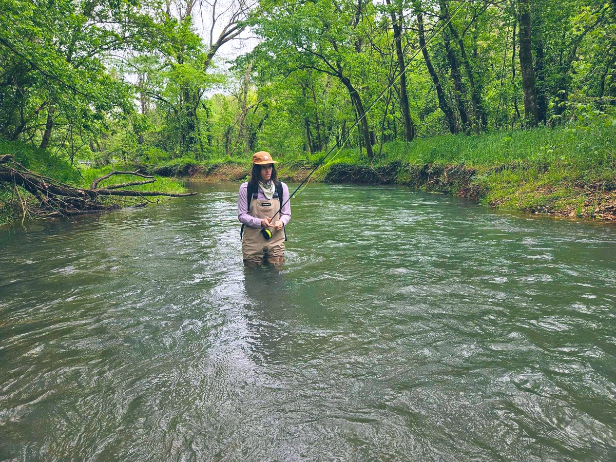 #Missouri Blue Ribbon Trout Areas provide an excellent habitat that supports naturally reproducing trout 

#angler #womenofthewater #trout #optoutside #riverrat #wildlife #sportfishing #flyfish #youareonnativeland #keepthemidwestwild