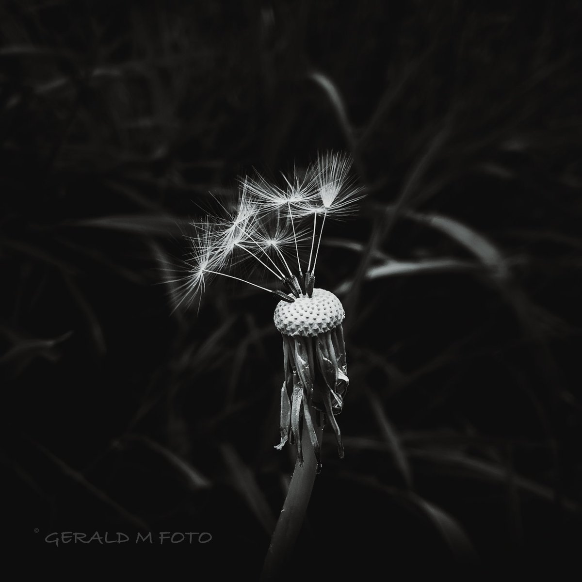 [ Dandelion ] Happy #InternationalDayoftheDandelion 🌼 #bnw_macro #macrophotography #blackandwhitephotography #ThePhotoHour #BlackAndWhiteMacro #flowerphotography @DandelionAppre1