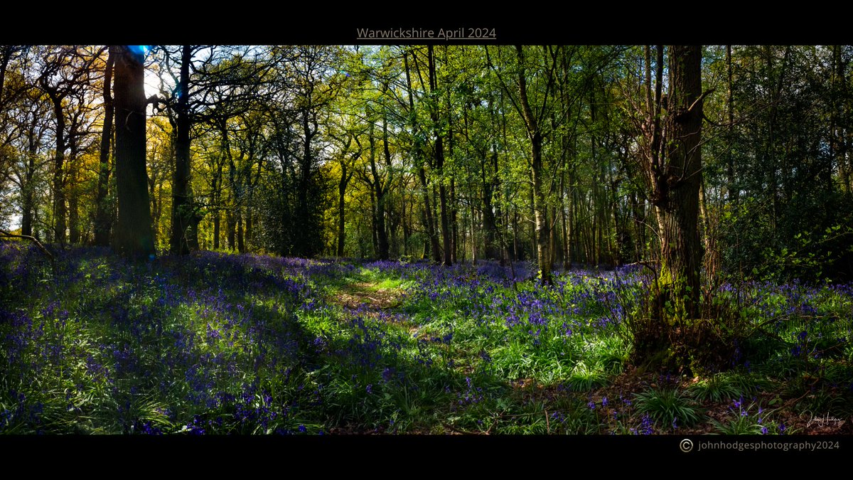 I've been out grabbing the brief moments of UK sunshine illuminating a private English woodland in all its bluebell glory