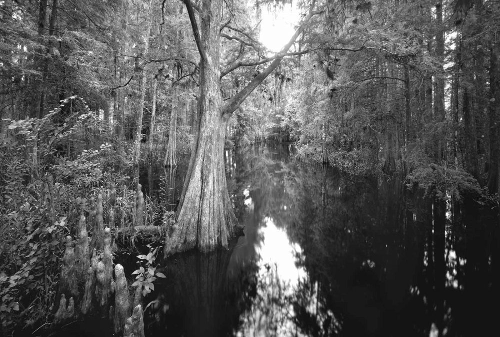 'I go to nature to be soothed and healed, and to have my senses put in order.' -John Burroughs

📷 LONDON CREEK – LAKE KISSIMMEE © 2009 bit.ly/3HyuQuU