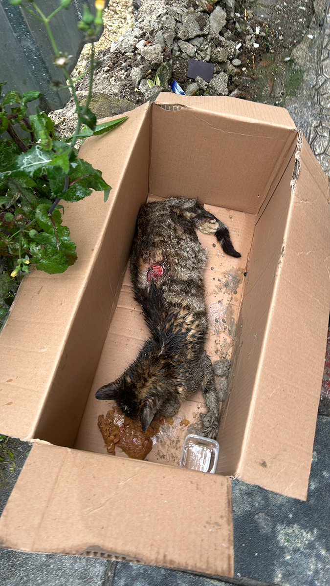 İnşaat alanında yaralı halde bulduğumuz kediye müdahale için aradığımız halde bir saattir gelmediğiniz gibi artık cevap da vermiyorsunuz!! Hayvan yaralı halde bekliyor hala!!! <a href="/istanbulbld/">İstanbul Büyükşehir Belediyesi</a> <a href="/ekrem_imamoglu/">Ekrem İmamoğlu</a> #sokakhayvanlarıkoruma #onlarsahipsizdeğiller