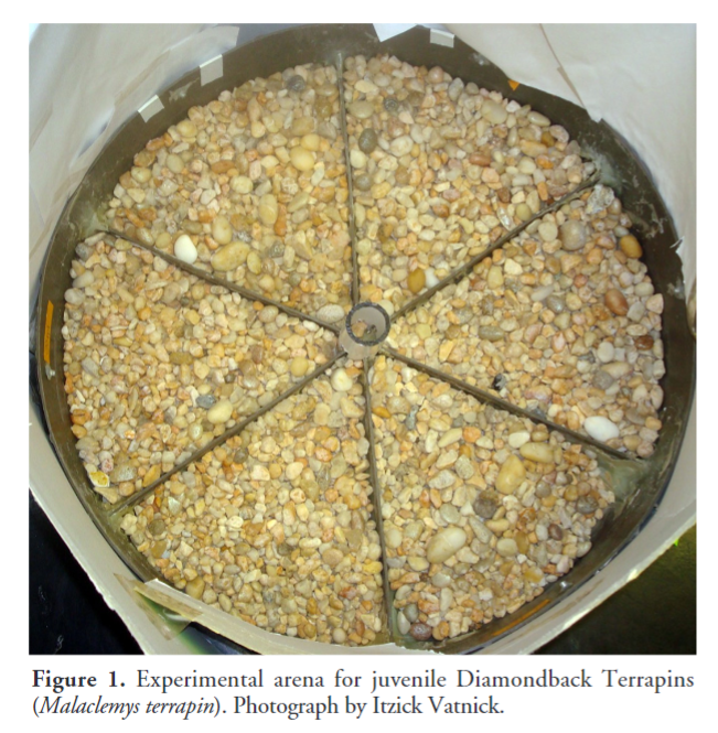 'Salinity preferences of Diamondback Terrapin (Malaclemys terrapin) headstarts: A laboratory study' by Dahl et al. (2024) has recently been published in #ReptilesandAmphibians: doi.org/10.17161/randa… #Herpetology #Reptiles #Terrapins #Turtles