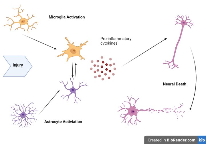 Neuroinflammation

Neuroinflammation is defined as an inflammatory response within the brain or spinal cord. This inflammation is mediated by the production of cytokines, chemokines, reactive oxygen species, and secondary messengers.