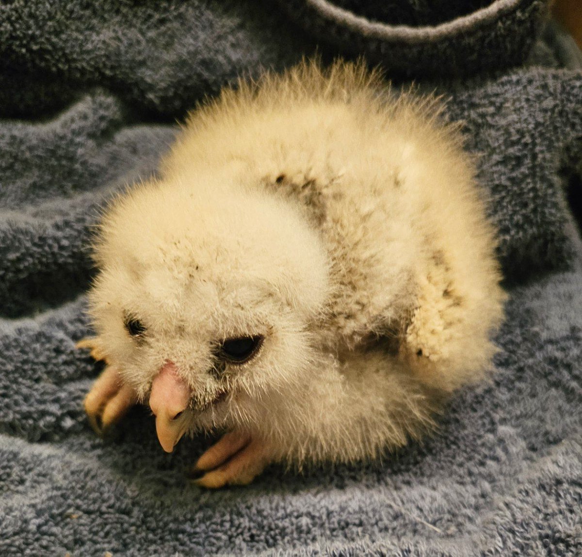 This tiny bean (baby barred owl) was found on the ground, chilled and dehydrated. After supportive care, it is doing much better and the nest cavity will be sought by climbers today. Hopefully renesting can happen quickly!