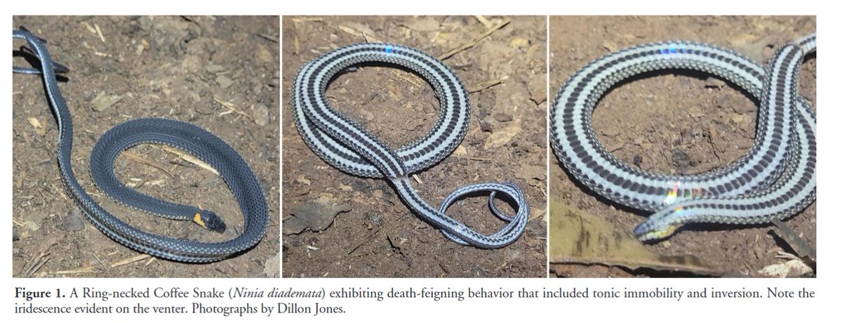 'Death feigning behavior in the Ring-necked Coffee Snake, Ninia diademata Baird and Girard 1853' by Jones et al. (2024) has recently been published in #ReptilesandAmphibians: doi.org/10.17161/randa… #Herpetology #Snakes #Reptiles