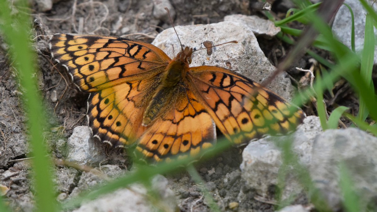 This is a #butterfly species I see at home in Florida too, but this particular Variegated Fritillary I saw at a #nature park in #Texas is especially beautiful I think! #TitliTuesday #pollinators #ThePhotoHour #butterflies #NatureBeautiful #TwitterNaturePhotography