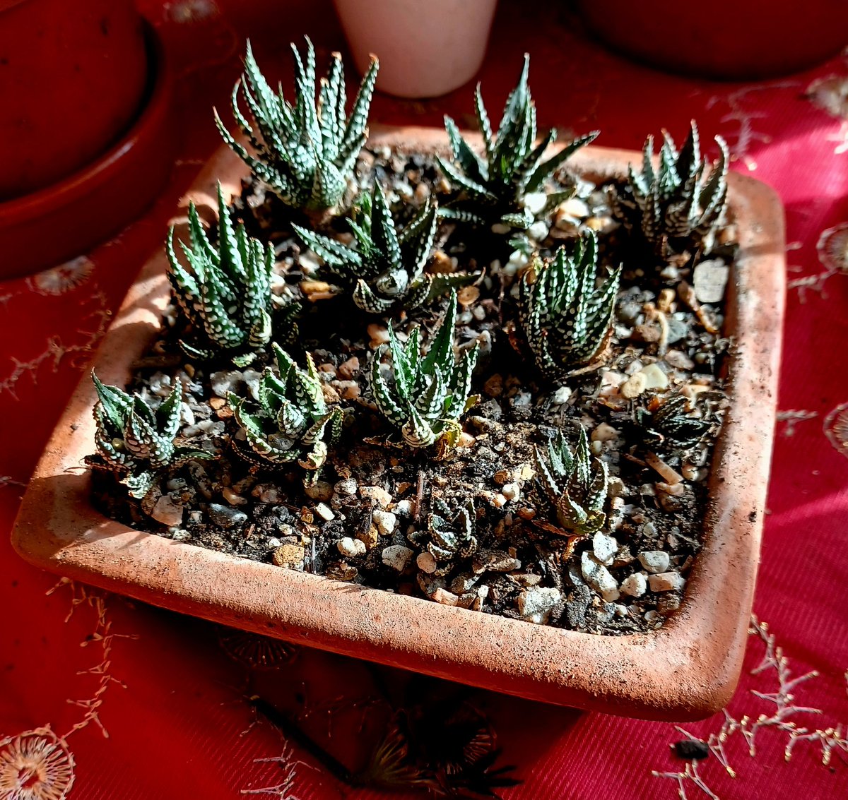 Haworthia attenuata nursery, lots of baby zebras #SucculentSunday 🌱🌵🪴