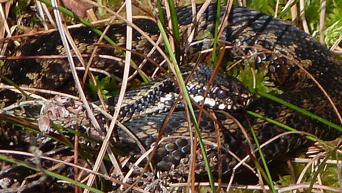 A real snake in the grass. Despite a chilly wind the Adders were out at Foulshaw today. We also had a couple of Marsh Harriers, Grasshopper Warbler and Mr Osp disappearing for a while then being spotted at Ulverston, more than 8 miles away.