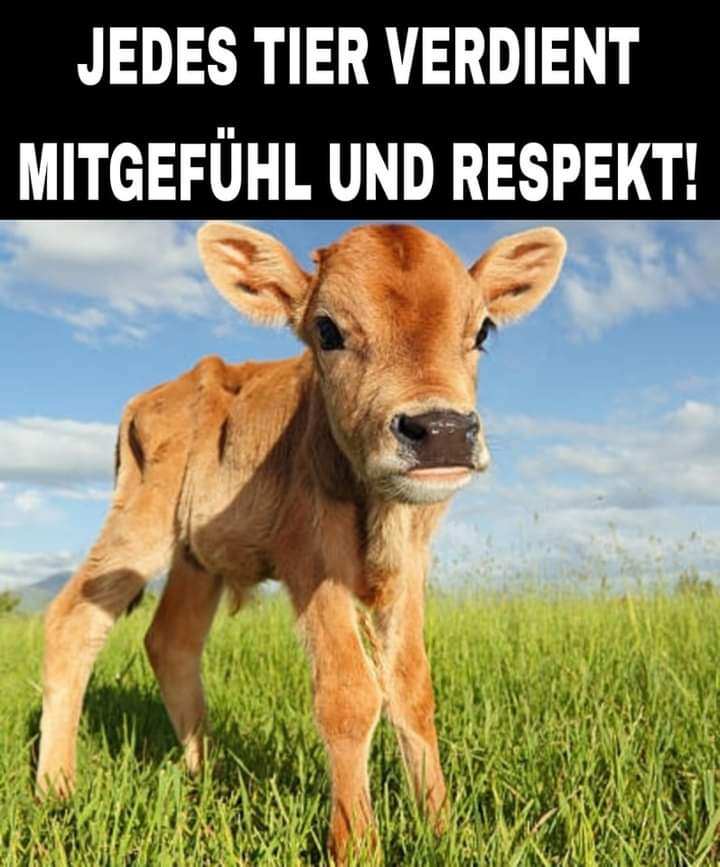 GANZ GENAU!!!💗 Nur leider sieht das nicht jeder so, nach wie vor werden Milliarden Tiere wie gefühllose Sachen behandellt ohne jegliches Mitgefühl und jeglichen Respekt!