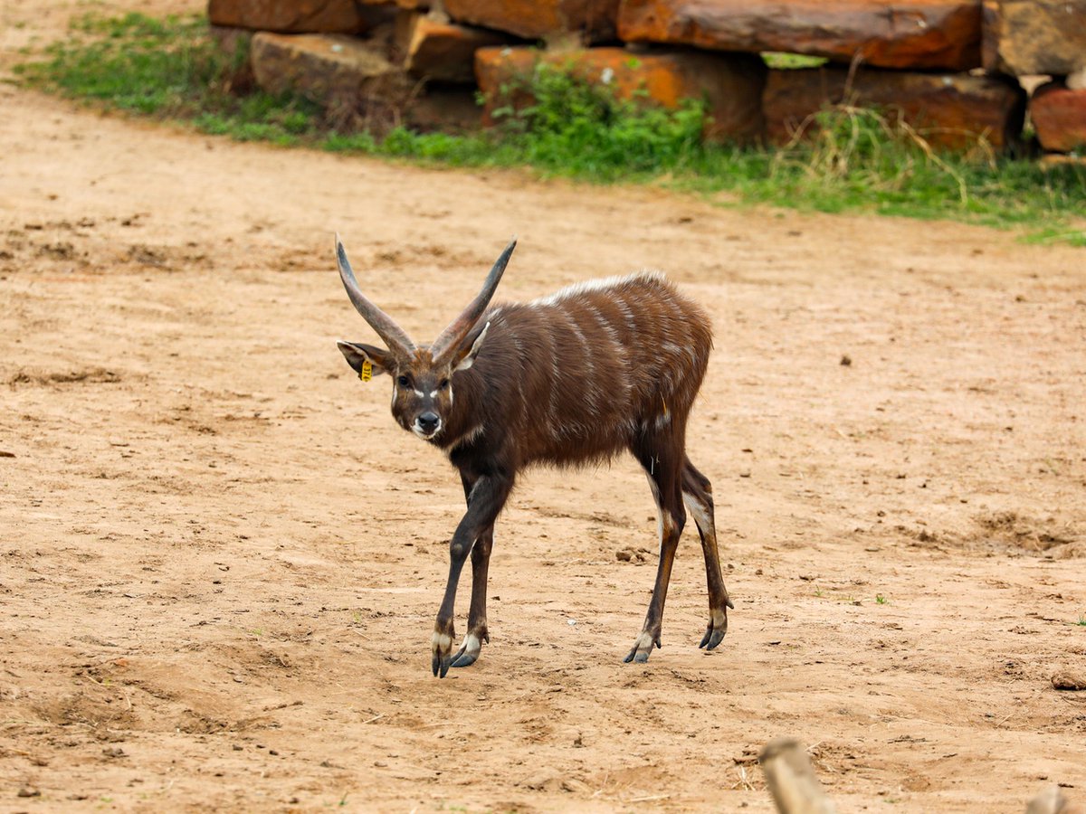 It's Sitatunga Sunday! Sitatungas are swamp-dwelling antelopes that have specially adapted hooves for mud digging and navigating through marshy habitats.🌿