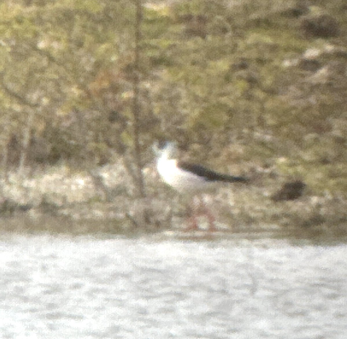 One day shy of two years since the last Bucks record, we have a Black-winged Stilt in the county again. This bird eventually settled at the back of @college_lake this afternoon. Also two Shelduck, a Common Sand and a Yellow Wag #BucksBirdNews