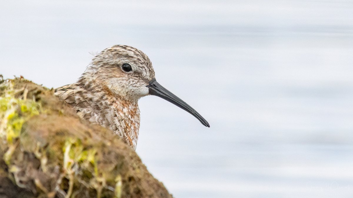 Shy Curlew Sandpiper peeking round a bend on the marsh. @HOSbirding @HantsIWWildlife @BirdGuides #birds #waders #NatureBeauty