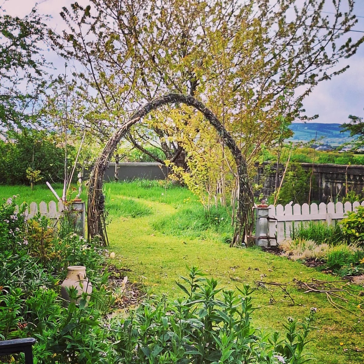 Sunday mental health project. Willow arch. 🌿