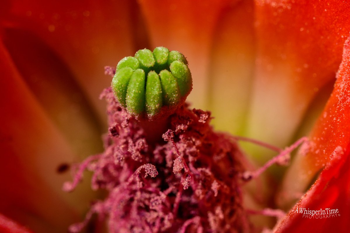 Claret Cup Cactus! 
Beautifully colored flowers.
#MacroPhotography #NaturePhotography
#BelowTheKneesPhotography #ExploreTheWorldBeneathYourKnees
#NatureIsBeautiful #Nature 
#FallinLoveWithNature #ExploreTheWorld #EnjoyTheOutdoors #Hiking #Photoging
#Happiness #Peace #GypsySoul