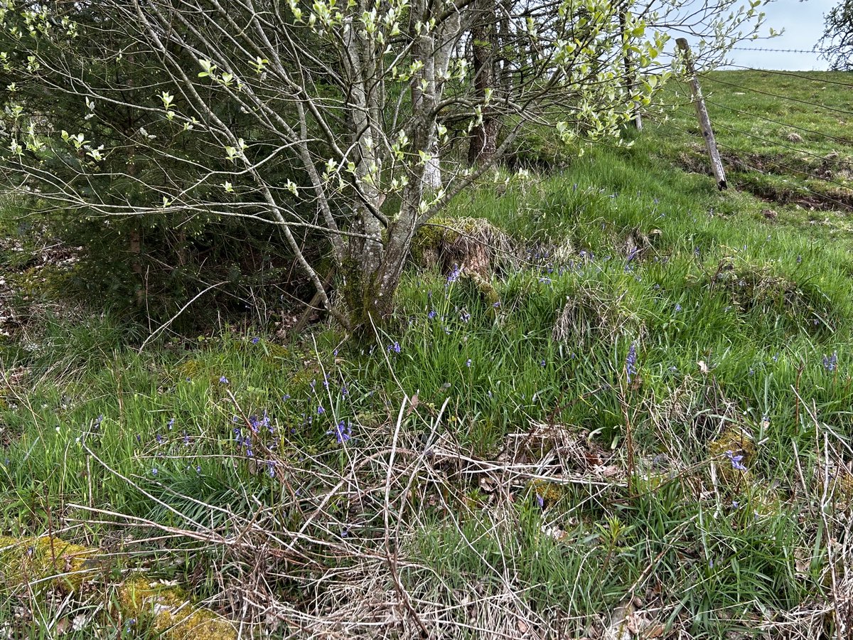 Not much water in the river, but lovely to see lots of wild primroses in flower, and bluebells just beginning to blossom 💛 💜